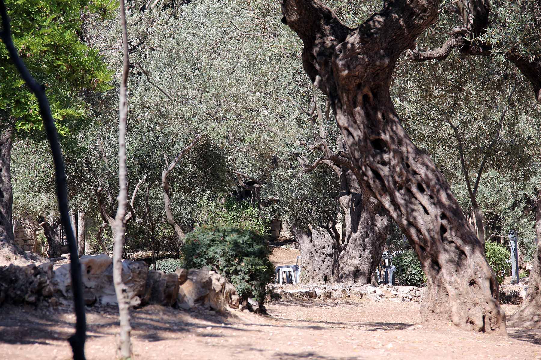Gethsemane image 20